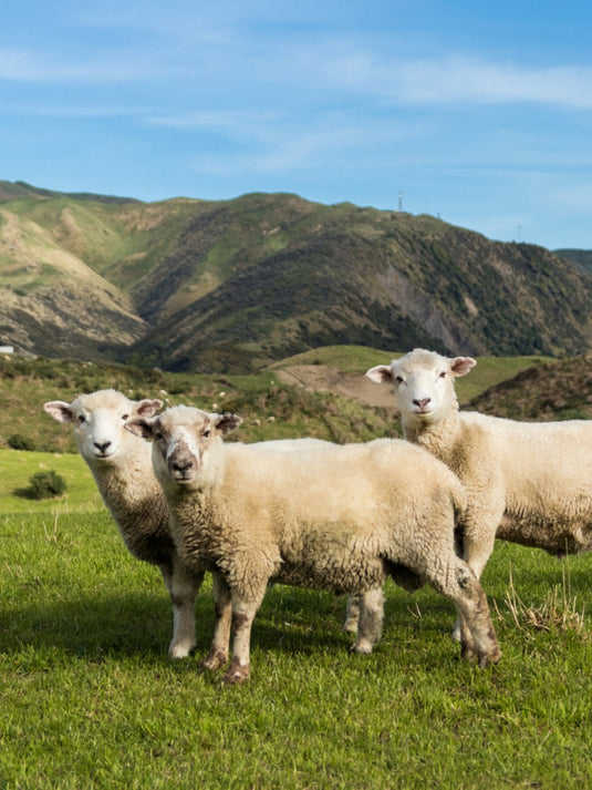 Falklands Corriedale Sheep